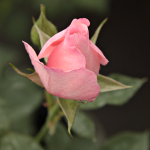 Rosa Geisa has elongated buds, fine, pale pink, semi-full flowers blossom.